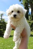 CHIOT femelle bichon frisé collier bleu