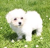 CHIOT femelle bichon frisé collier rouge