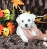 CHIOT male bichon collier marron