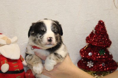 CHIOT  male bleu merle collier rouge