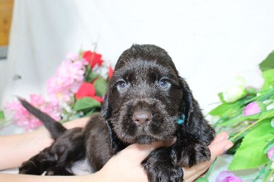 CHIOT male chocolat collier bleu