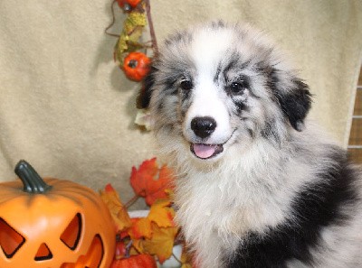 CHIOT male bleu merle collier vert(Vulcain)