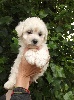 Adorable petit bichon frisé LOF