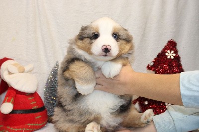 CHIOT male bleu merle