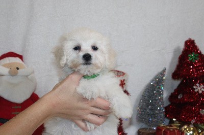 CHIOT male collier vert foncé