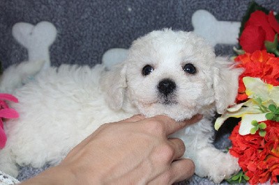 CHIOT male collier bleu