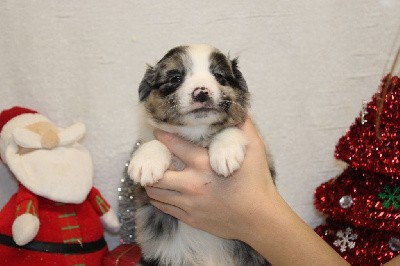 CHIOT male bleu merle collier gris