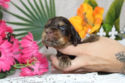 CHIOT male chocolat et feu collier bleu