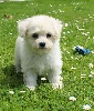 CHIOT femelle bichon frisé collier vert