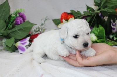 CHIOT male collire bleu