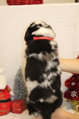 CHIOT  male bleu merle collier rouge