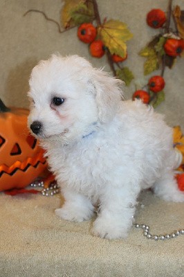 CHIOT male bichon collier bleu