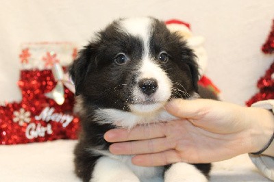 CHIOT male blanc et noir collier bleu