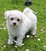 CHIOT femelle bichon frisé collier vert