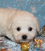 CHIOT male bichon collier rouge