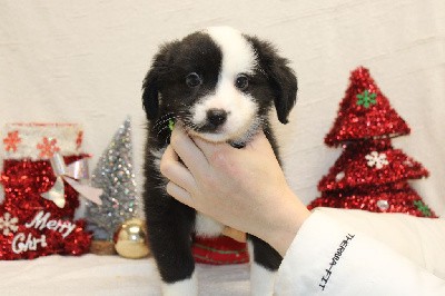 CHIOT male blanc et noir collier vert