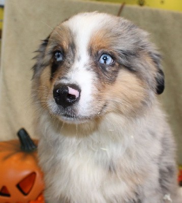 CHIOT male bleu merle collier vert (Veronne)