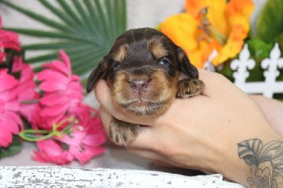 CHIOT male chocolat et feu collier noir