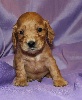 CHIOT cocker anglais male Fauve