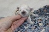 CHIOT femelle bichon maltais collier marron