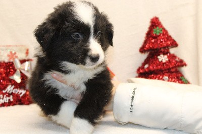 CHIOT male blanc et noir collier bleu