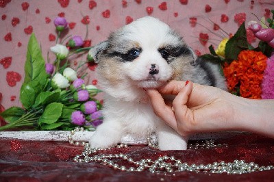 CHIOT femelle bleue merle collier orange