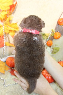 CHIOT male rouge et blanc collier rouge