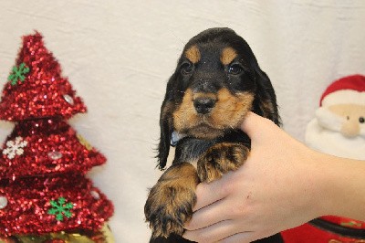 CHIOT male collier gris ( vesper)