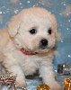 CHIOT male bichon collier rouge