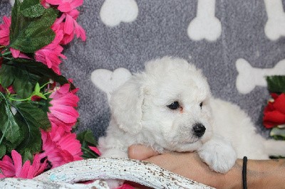 CHIOT male collier bleu