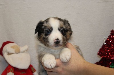 CHIOT femelle bleu merle