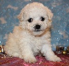 CHIOT bichon femelle collier marron clair