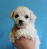 CHIOT mâle bichon frisé