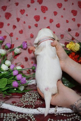 CHIOT cocker blanche et orange collier rose