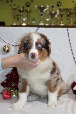 CHIOT male rouge merle collier bleu (Vagabon)