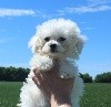 CHIOT bichon male collier beige