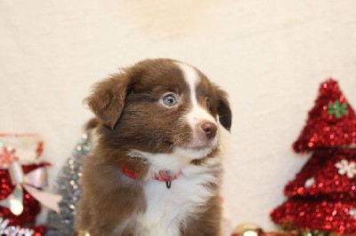 CHIOT male rouge et blanc collier rouge