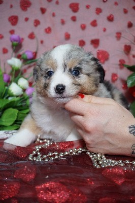 CHIOT femelle bleue merle collier violet