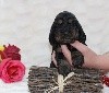 CHIOT femelle noir et feu collier rose
