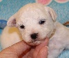 CHIOT male bichon collier beige