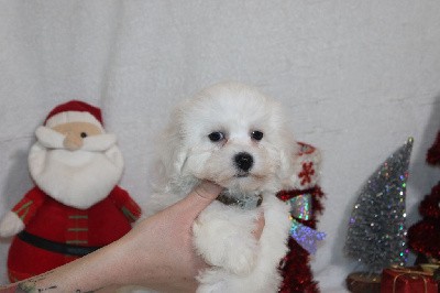 CHIOT male collier marron