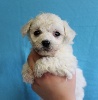 CHIOT mâle bichon frisé