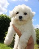 CHIOT femelle bichon frisé collier bleu