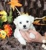 CHIOT male bichon collier marron