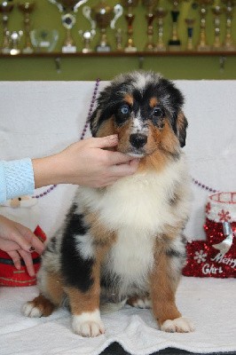 CHIOT male bleu merle collier vert (vroom)