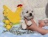 CHIOT male bichon maltais collier bleu