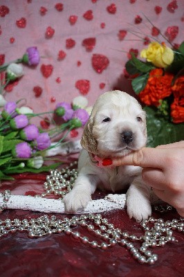 CHIOT cocker blanche et orange collier rose