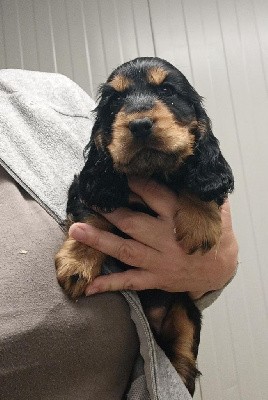 CHIOT femelle noire et feu collier jaune