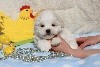 CHIOT male bichon maltais collier marron