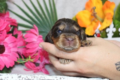 CHIOT femelle chocolat et feu collier jaune